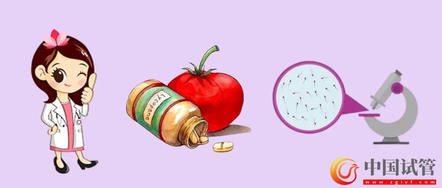 提高精子質量，吃番茄紅素真的有用嗎？(圖1)
