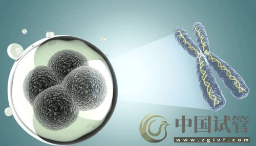 什么是PGT、PGS和PGD？(圖6)