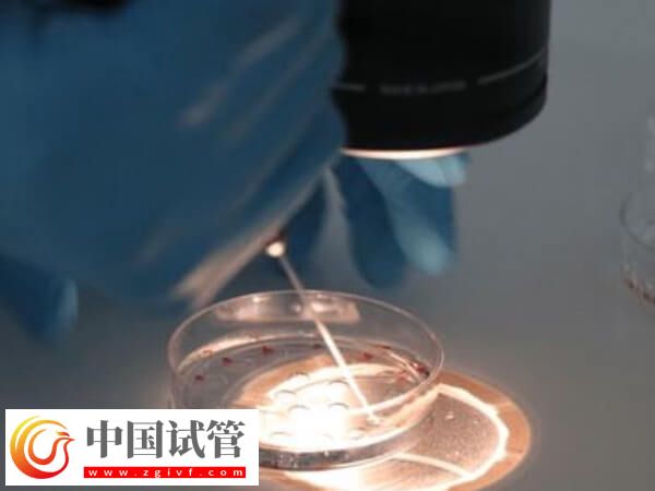 嵌合體30%其實(shí)也可以做試管嬰兒移植，比例才是成功關(guān)鍵(圖1)