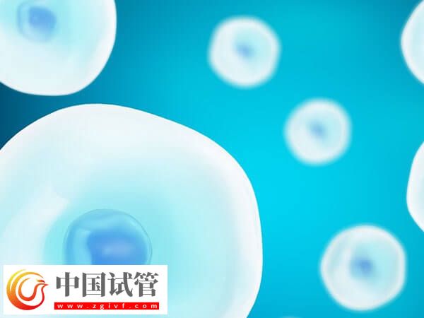 醫(yī)生是如何判斷胚胎移植位置的(圖1)