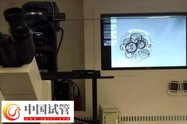 3個胚胎可以養囊幾個(圖1)