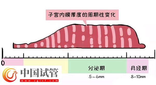 子宮內膜厚度多少做試管嬰兒才能成功著床？(圖1)