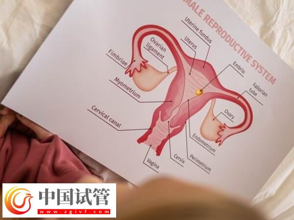 子宮內膜厚度多少做試管嬰兒才能成功著床？(圖4)