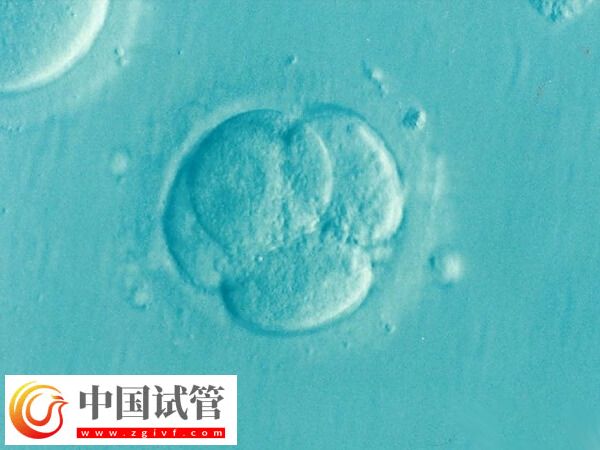試管養囊成功的是否都是優胚(圖2)