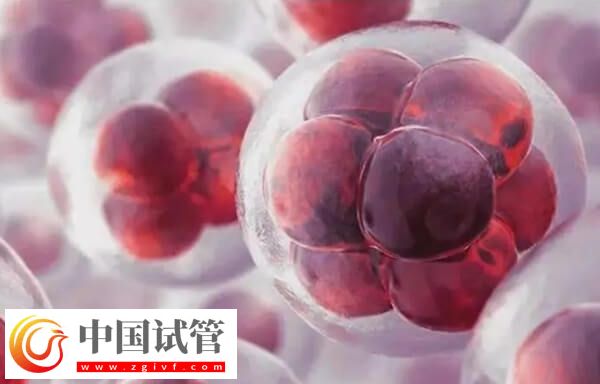 鮮胚811的鮮胚成功率高不高(圖1)