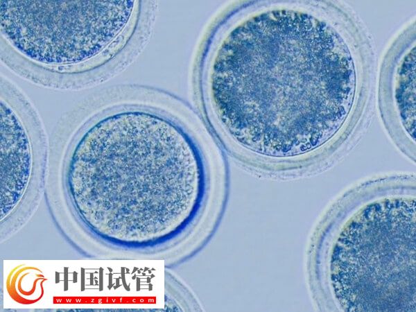 促排6個基礎卵泡能取多少個卵(圖1)