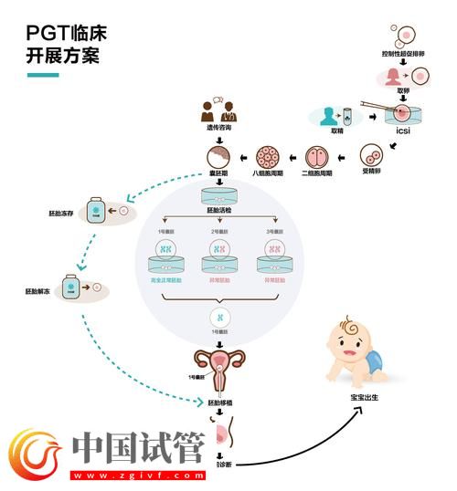 試管嬰兒從取卵到胚胎移植的完整流程(圖1) 試管嬰兒從取卵到胚胎移植的完整流程(圖1)