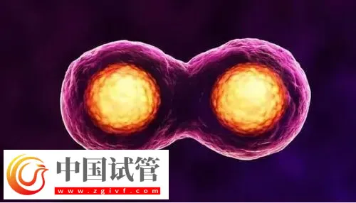 深圳試管助孕怎么樣，附費用，流程，機構等信息一覽(圖3)