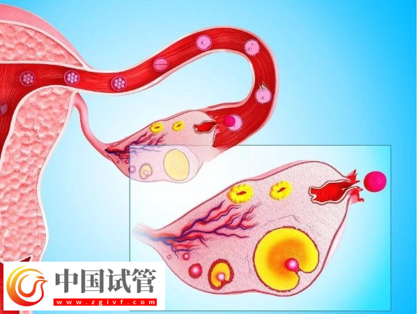 廣州人民醫(yī)院試管費(fèi)用價(jià)格表(圖4)