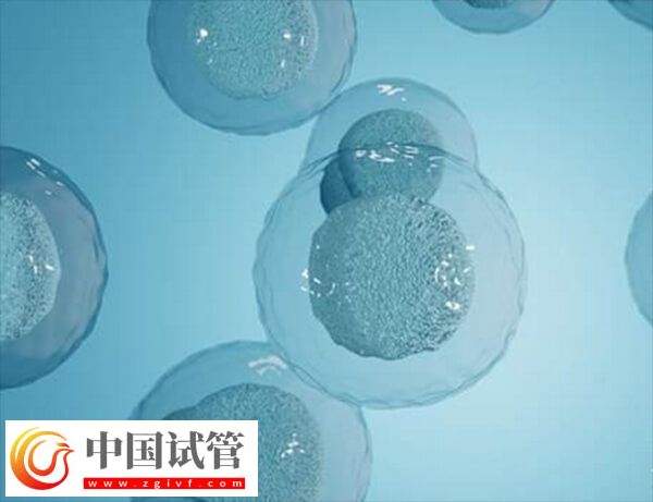 試管怎樣讓卵泡長(zhǎng)均勻(圖2)