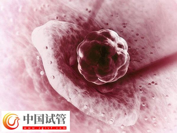二級胚胎移植的成功率多少(圖1)