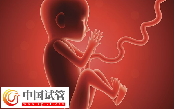 試管胚胎移植做二超能不能轉(zhuǎn)產(chǎn)科(圖1)