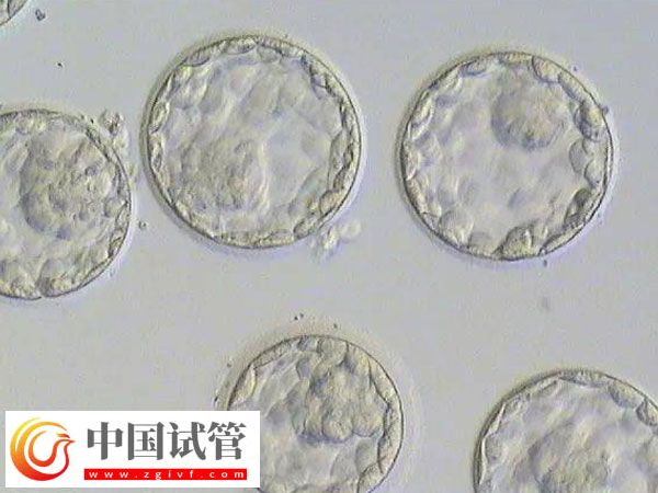 移植囊胚和三天胚胎是否一樣(圖1)