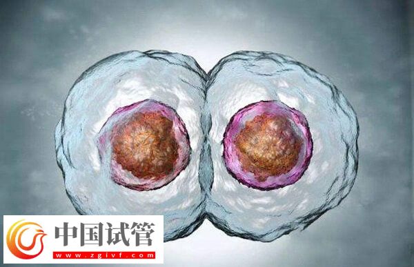 鮮胚和凍胚移植哪個好(圖2)