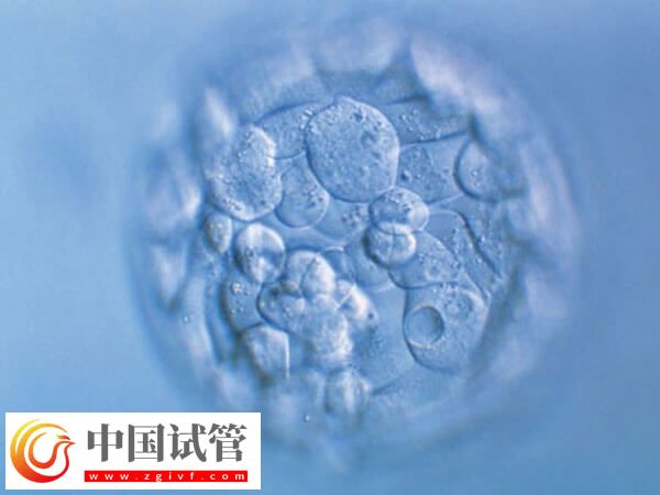 鮮胚和凍胚移植哪個好(圖1)