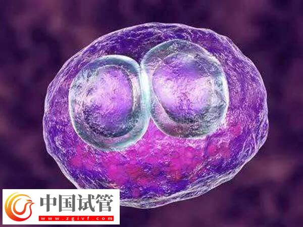 促排當月就移植入子宮好不好(圖1)
