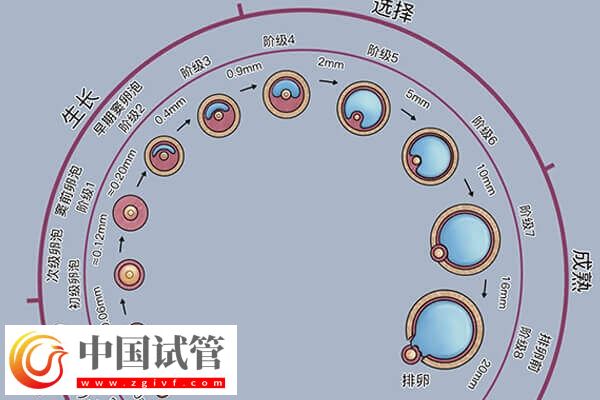 卵泡黃素化的誘因是什么(圖1)